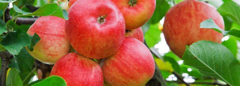 Alimentos que son buenos para tus dientes. - Clínica Manuel Rosa